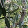 La fioritura dell’olivo – 1