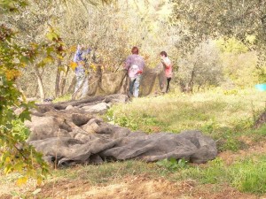 La distesa delle reti-Olio-Extravergine-Merlini-Toscana