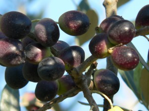 Raccolta Olive Merlini 2012