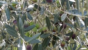 olio-merlini-nuove-olive-2